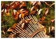 Fall Clean-up Week
